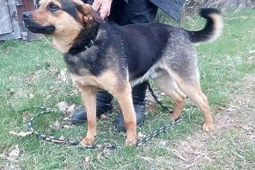 Reks z nadzieją czeka na dom   ,  mazowieckie Wars