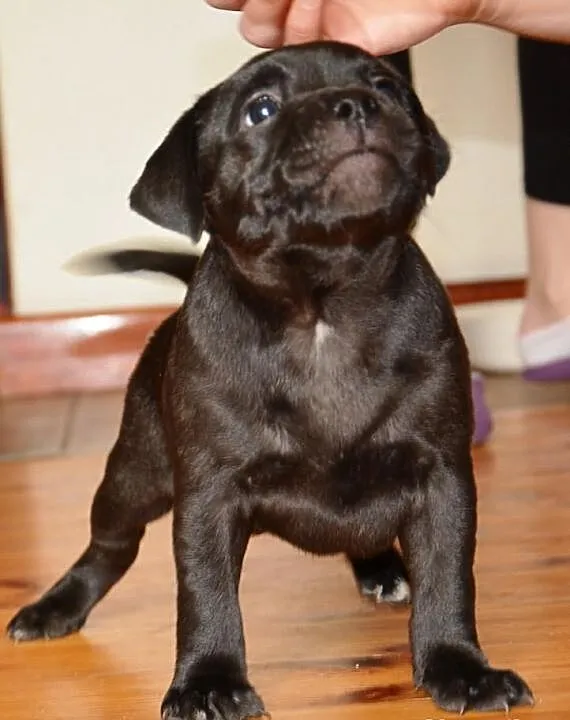 Staffordshire Bull Terrier