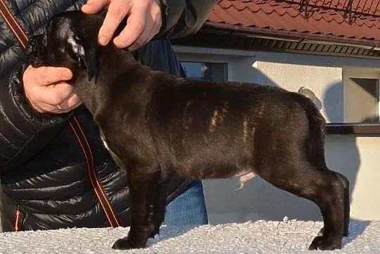 Staffordshire Bull Terrier