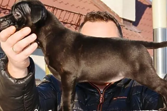 Staffordshire Bull Terrier
