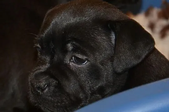 Staffordshire Bull Terrier