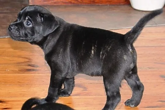 Staffordshire Bull Terrier