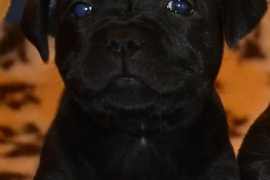 Staffordshire Bull Terrier