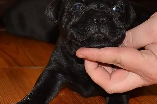 Staffordshire Bull Terrier