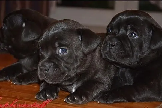 Staffordshire Bull Terrier
