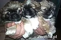 Sprzedam pieknego pekinczyka