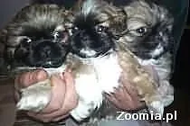 Sprzedam pieknego pekinczyka