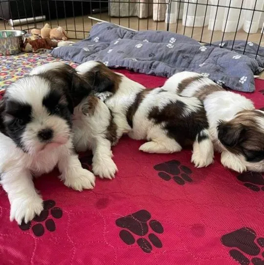 Shih _ tzu shih tzu SHIH TZU Tricolor !!! Email {{biancalaura905@gmail.com}}, , Wrocławice