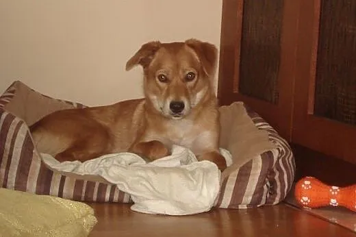 Nex - mały, radosny psiak - do adopcji,  mazowieckie Warszawa
