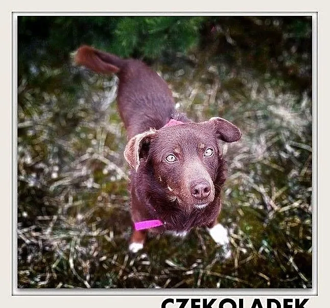CZEKOLADEK,8kg,mały,wesoły,przyjazny,szczepiony piesek.ADOPCJA, Łódzkie, Łódź