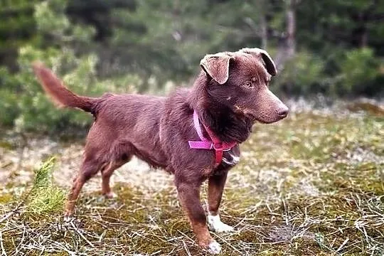 CZEKOLADEK,8kg,mały,wesoły,przyjazny,szczepiony piesek.ADOPCJA, Łódzkie, Łódź