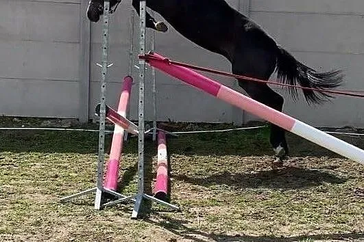 Sprzedam roczną klacz po Hickstead White!, , Czaniec
