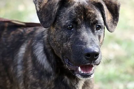 Młody Moris czeka na adopcję,  śląskie Gliwice