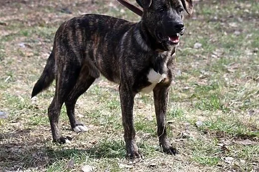 Młody Moris czeka na adopcję,  śląskie Gliwice