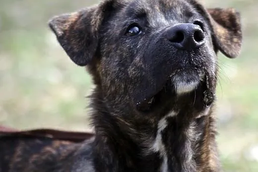 Młody Moris czeka na adopcję,  śląskie Gliwice