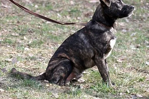 Młody Moris czeka na adopcję,  śląskie Gliwice