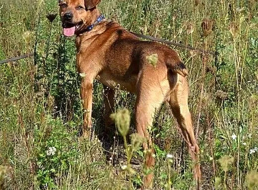 Wojtek - tylko w najlepsze ręce! :), warmińsko-ma