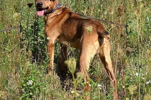 Wojtek - tylko w najlepsze ręce! :),  warmińsko-ma