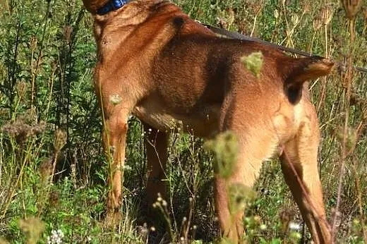 Wojtek - tylko w najlepsze ręce! :),  warmińsko-ma