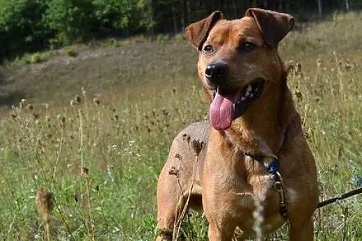 Wojtek - tylko w najlepsze ręce! :),  warmińsko-ma