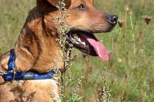Wojtek - tylko w najlepsze ręce! :),  warmińsko-ma