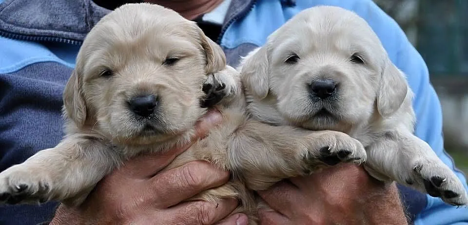 Golden retriever rezerwacja, Mazowieckie, Przysucha