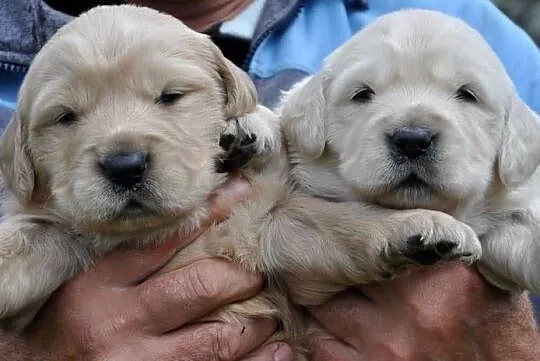 Golden retriever rezerwacja, Mazowieckie, Przysucha