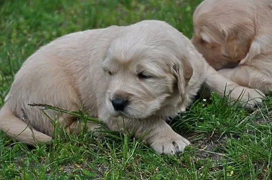 Golden retriever rezerwacja, Mazowieckie, Przysucha