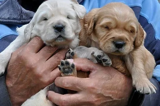 Golden retriever rezerwacja, Mazowieckie, Przysucha