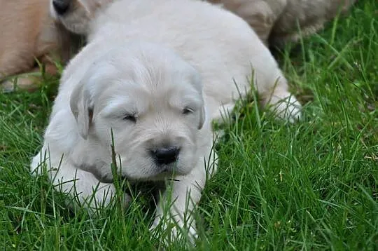 Golden retriever rezerwacja, Mazowieckie, Przysucha