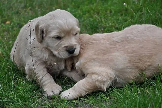 Golden retriever rezerwacja, Mazowieckie, Przysucha