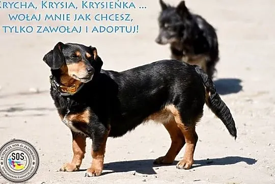 Krycha - porzucenie, zimno, głód. Teraz szuka domu, Mazowieckie, Warszawa
