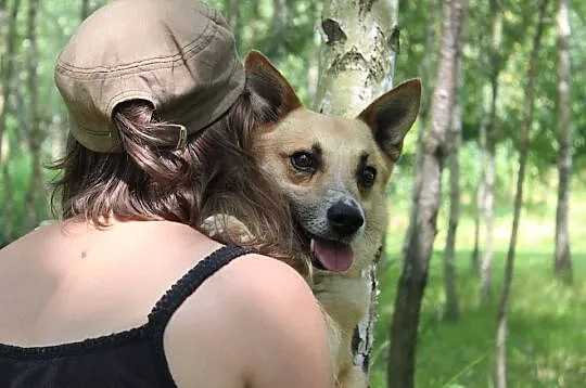 Inuk, bardzo łagodny, zrównoważony i grzeczny - ID