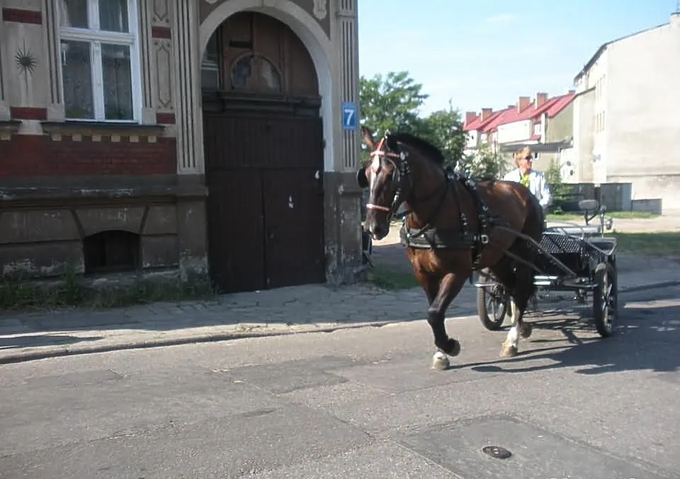 Sprzedam Klacz Sląską