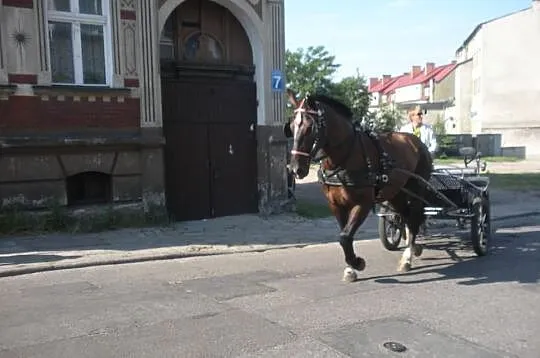 Sprzedam Klacz Sląską