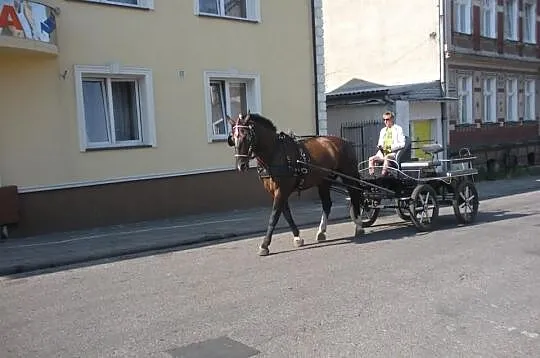 Sprzedam Klacz Sląską