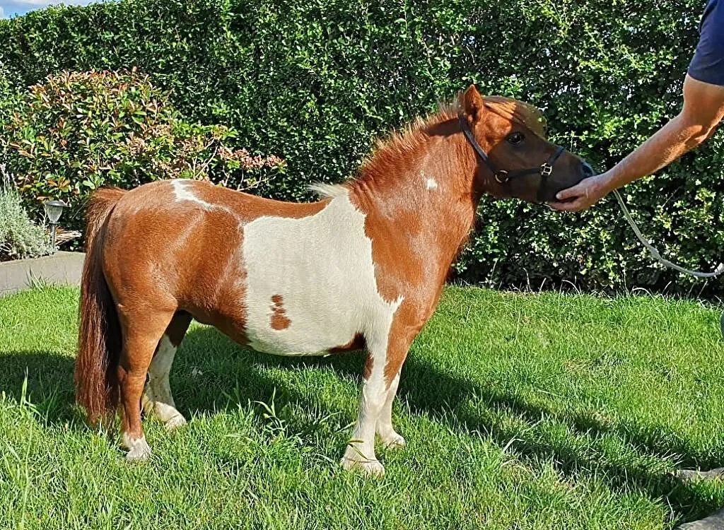 Beautiful young Oldenburger stallion for dressage, ,