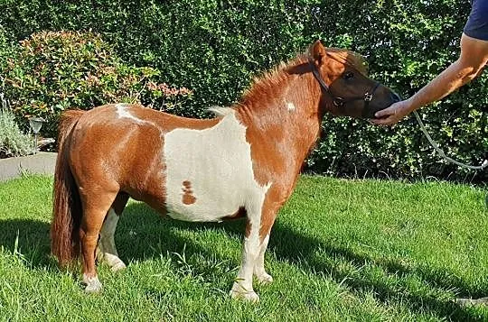 Beautiful young Oldenburger stallion for dressage