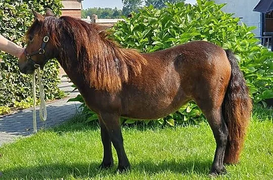 Beautiful young Oldenburger stallion for dressage