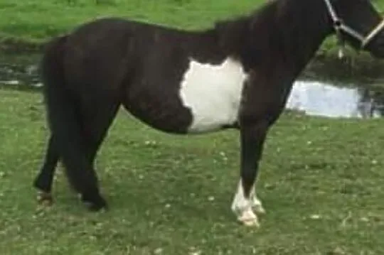 Beautiful young Oldenburger stallion for dressage