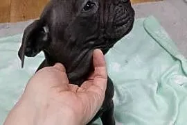 Pieski cane corso