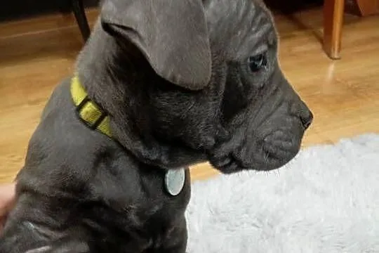 Pieski cane corso, Mazowieckie, Radom