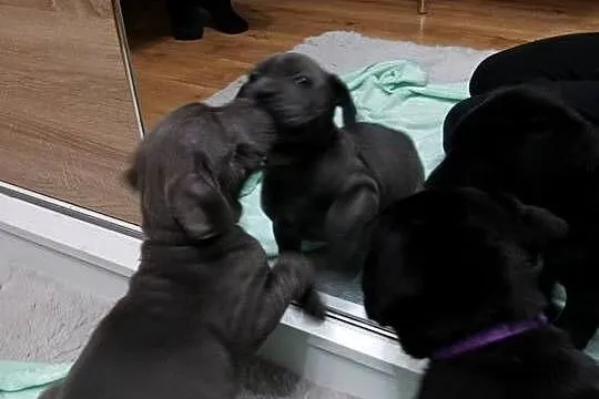 Pieski cane corso, Mazowieckie, Radom