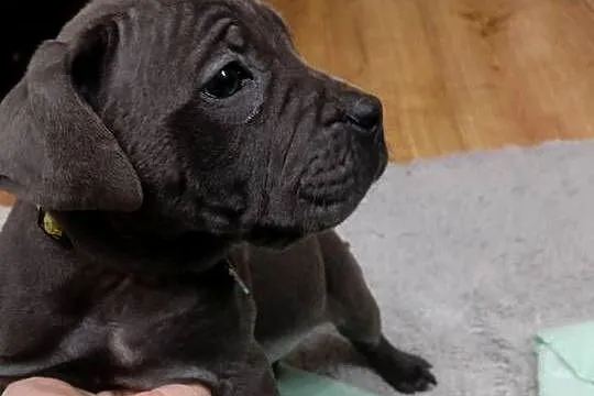 Pieski cane corso, Mazowieckie, Radom