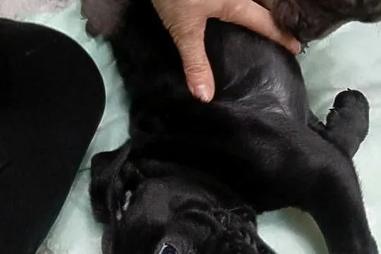 Pieski cane corso, Mazowieckie, Radom