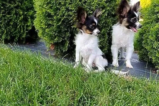 Papillon Spaniel Kontynentalny Pieski, Świętokrzyskie, Szczaworyż