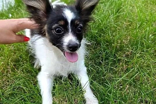 Papillon Spaniel Kontynentalny Pieski, Świętokrzyskie, Szczaworyż