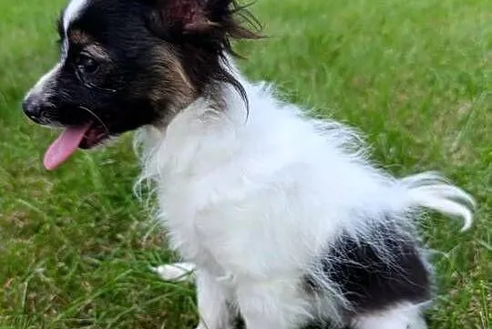 Papillon Spaniel Kontynentalny Pieski, Świętokrzyskie, Szczaworyż