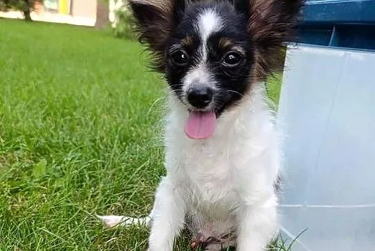 Papillon Spaniel Kontynentalny Pieski, Świętokrzyskie, Szczaworyż