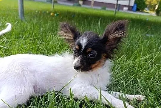 Papillon Spaniel Kontynentalny Pieski, Świętokrzyskie, Szczaworyż